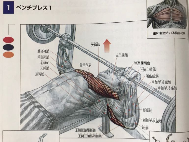 筋トレ初心者におすすめの書籍！「目でみる筋力トレーニングの解剖学」のレビュー | ふみすた